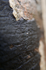 Melanamphora spinifera