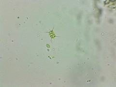 Desmodesmus abundans