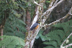 Turdus fulviventris