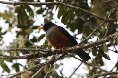 Turdus fulviventris