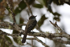 Myiarchus cephalotes