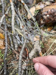 Taeniatherum