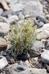 Blepharidachne kingii