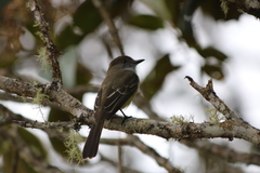 Myiarchus cephalotes