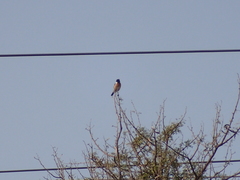 Saxicola rubicola