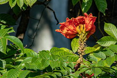 Spathodea campanulata