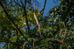 Spathodea campanulata