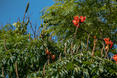 Spathodea campanulata