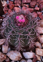 Melocactus zehntneri