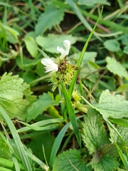Lamium album
