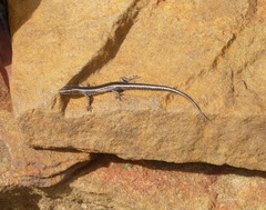 Cryptoblepharus pulcher
