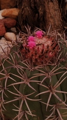 Melocactus zehntneri