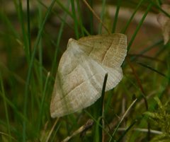 Petrophora chlorosata