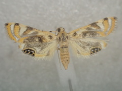 Margarosticha