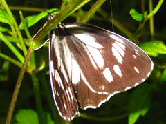 Melanargia epimede