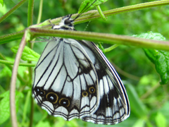 Melanargia epimede