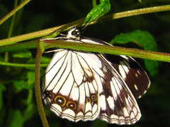 Melanargia epimede