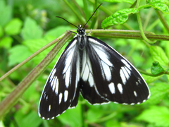 Melanargia epimede