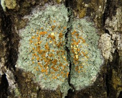 Brigantiaea leucoxantha