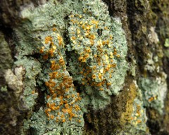 Brigantiaea leucoxantha