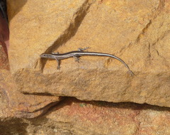 Cryptoblepharus pulcher
