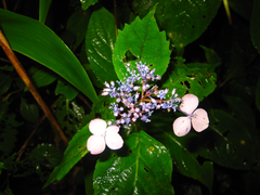 Hydrangea serrata