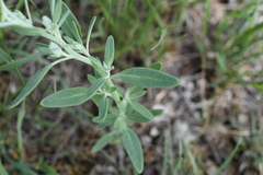 Chenopodium leptophyllum