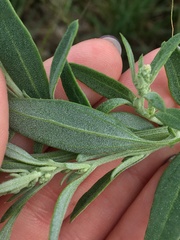 Chenopodium leptophyllum