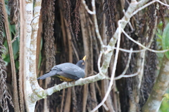Turdus fulviventris