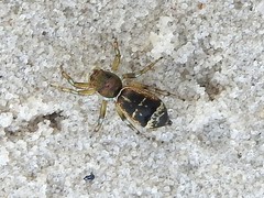 Cosmophasis thalassina