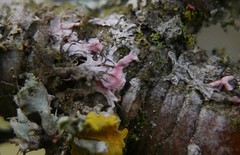Laetisaria lichenicola