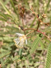Desmanthus tatuhyensis