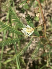 Desmanthus tatuhyensis