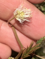 Desmanthus tatuhyensis