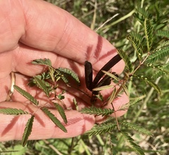 Desmanthus tatuhyensis