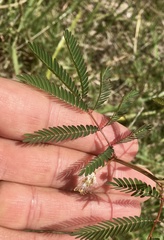 Desmanthus tatuhyensis