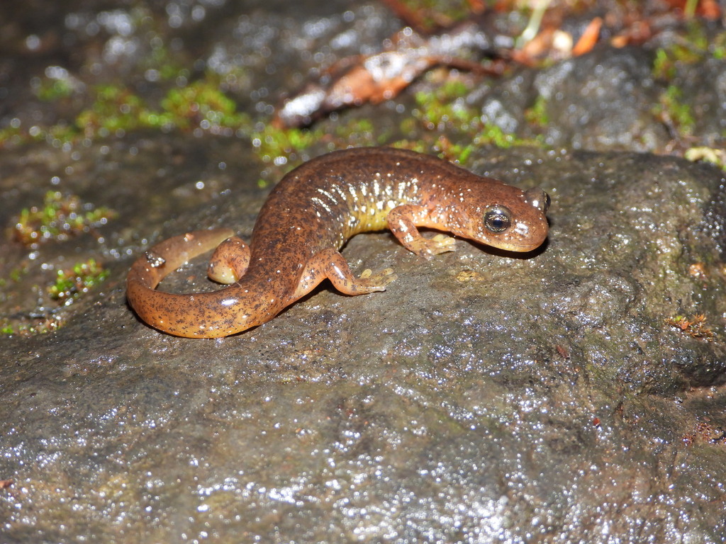 Cascade Torrent Salamander