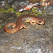Salamandra de Torrente de Las Cascadas - Photo (c) diomedea_exulans_li, algunos derechos reservados (CC BY-NC)