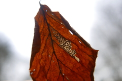 Stigmella tityrella