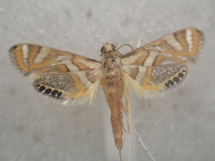 Margarosticha euprepialis