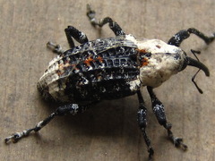 Eucryptorrhynchus brandti