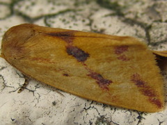 Naranga aenescens