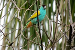 Psephotus dissimilis