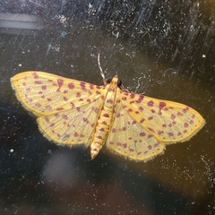Polygrammodes eleuata