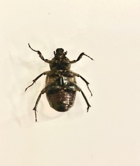 Osmoderma subplanata