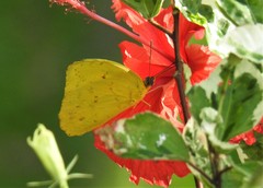 Phoebis philea