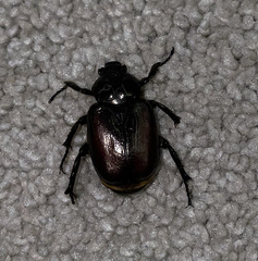 Osmoderma subplanata