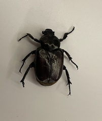 Osmoderma subplanata