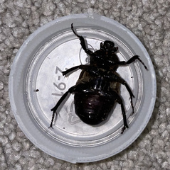 Osmoderma subplanata