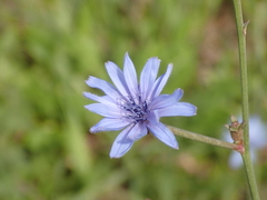 Cichorium intybus